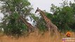 Giraffe Tries Hard to Mate With Female