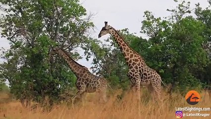 Giraffe Tries Hard to Mate With Female