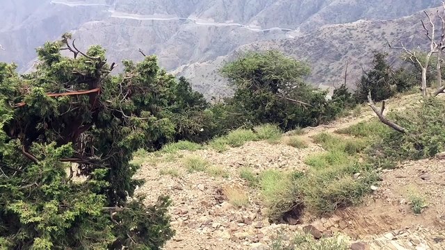 صيف الباحة 1438