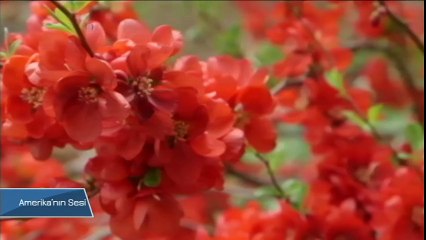 Geleneksel Çin Tıp Bilimi Batı'da Daha Çok Rağbet Görmeye Başladı