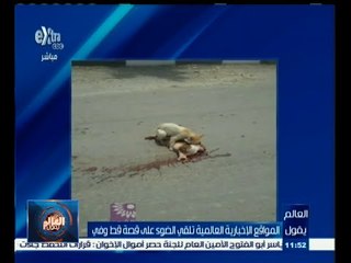 #العالم_يقول | شاهد .. قط وفي يسحب صديقه عن الطريق بعد دهسه