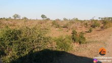 Lions Attack & Kill Buffalo Next to Vehicle - Latest Sightings Pty Ltd