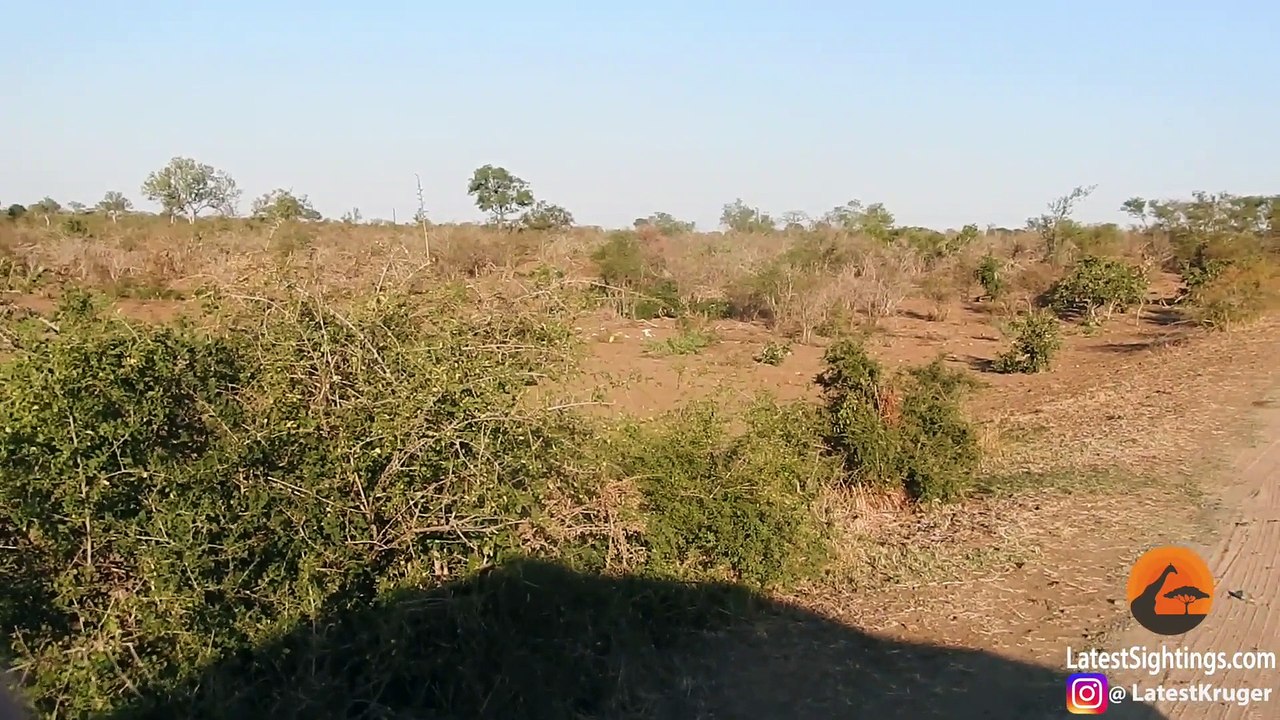 Lions Attack & Kill Buffalo Next to Vehicle - Latest Sightings Pty Ltd