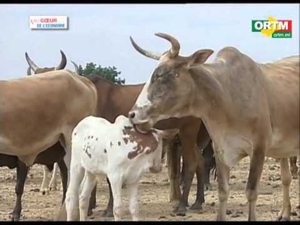 Au cœur de l'économie : la filière bétail-viande