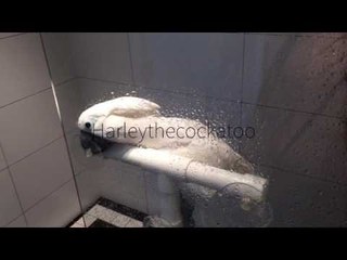Cockatoo Takes Break From World Domination to Grab a Shower