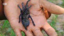 Kamboçya lezzeti: Kızarmış tarantula