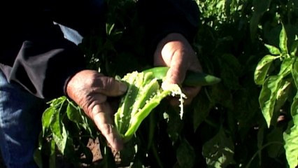 A Day in the Life of New Mexican Green Chile