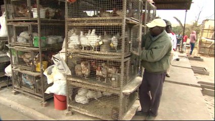 Zimbabwe efforts to contain bird flu outbreak
