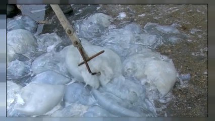 شاهد: قناديل البحر تهاجم محطة لتوليد الكهرباء في اسرائيل