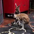 Ces kangourous profitent du ventilateur à fond ! Canicule !