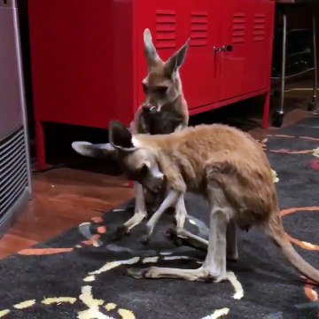 Ces kangourous profitent du ventilateur à fond ! Canicule !