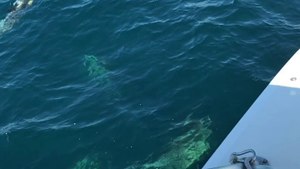 Dolphins in the Atlantic Ocean