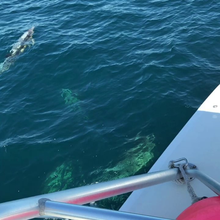 Dolphins in the Atlantic Ocean