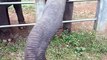 Feeding Elephants in Thailand