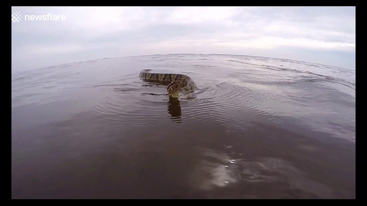 Large aquatic snake chases boat video Dailymotion