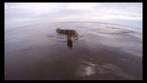 Large aquatic snake chases boat