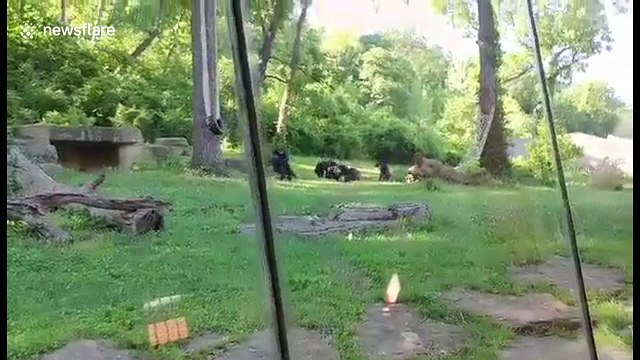 Chimp beaten to death by other primates in zoo enclosure