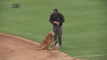 Jake the Diamond Dog delivers water to baseball umpires