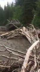 Скачать видео: Il passe en bateau sur des centaines de troncs d'arbres sur la rivière !