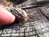 Cet insecte géant pousse des cris quand on le touche !
