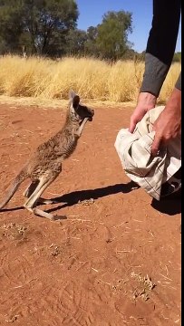 Ce bébé kangourou apprend à sauter dans une poche !