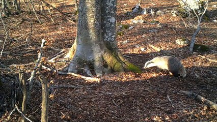 Tellement d'animaux au pied de cet arbre filmés en 1 an !