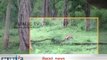 Leopard kills Deer at Kabini, Nagarahole Tiger Reserve