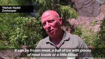 Rome zoo animals enjoy frozen treats amid soaring temperatures