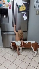 Hilarant : ce bébé et ce chien forment une équipe d'enfer