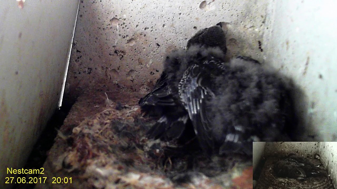 Mauersegler Nestcam 27. Juni 20:01