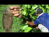 Amazing Fishing at Battambang Province - Cambodia Traditional Fishing - Khmer Net Fishing