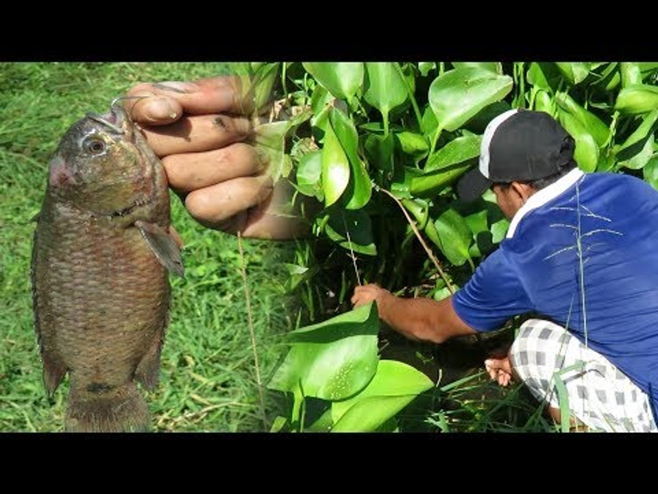 Amazing Fishing at Battambang Province - Cambodia Traditional Fishing - Khmer Net Fishing