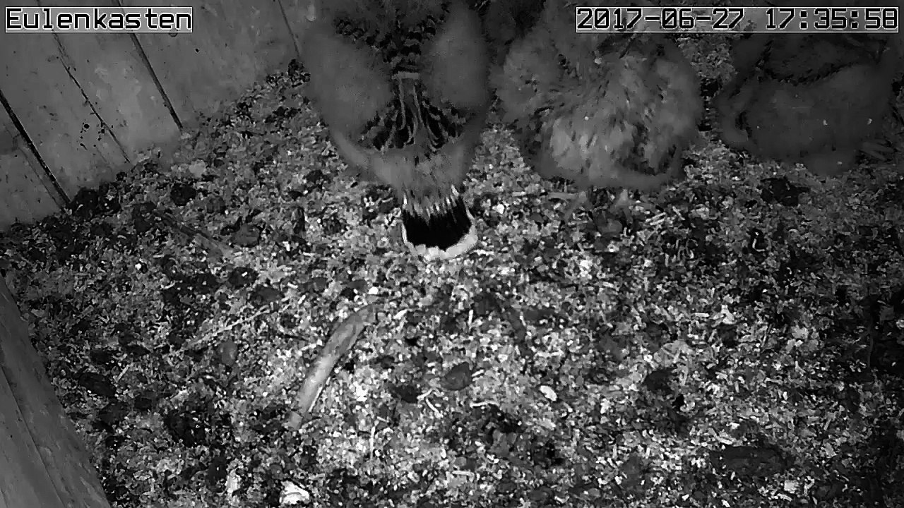 Turmfalken, 27.06.2017