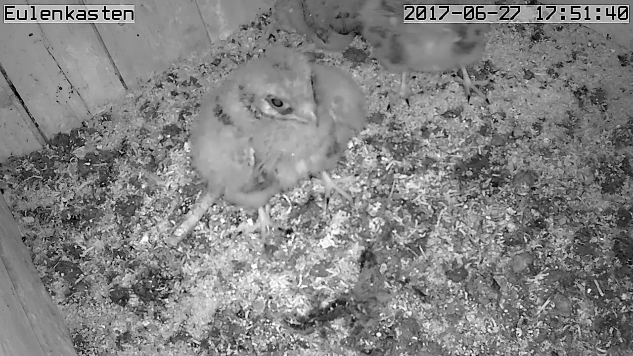 Turmfalken, 27.06.2017