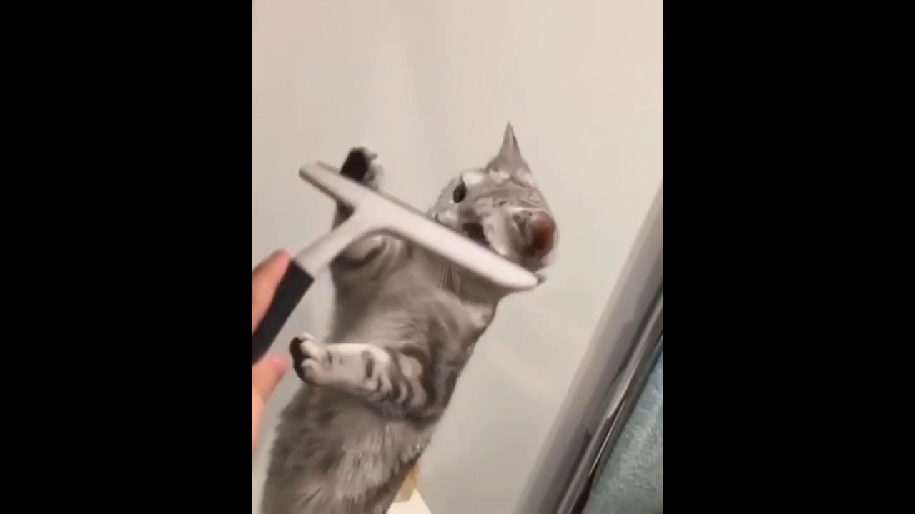 Best Funny Cat Videos Ever