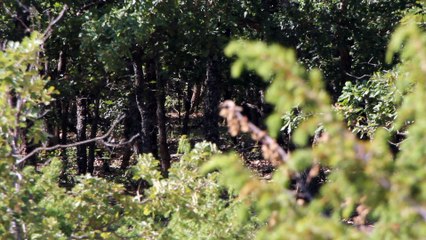 Des sangliers pour de prochaines chasses - parc de peyguiou