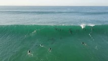 Dolphins Join Surfers at South African Beach