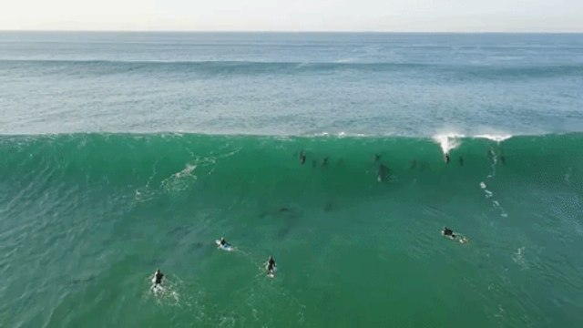 Dolphins Join Surfers at South African Beach