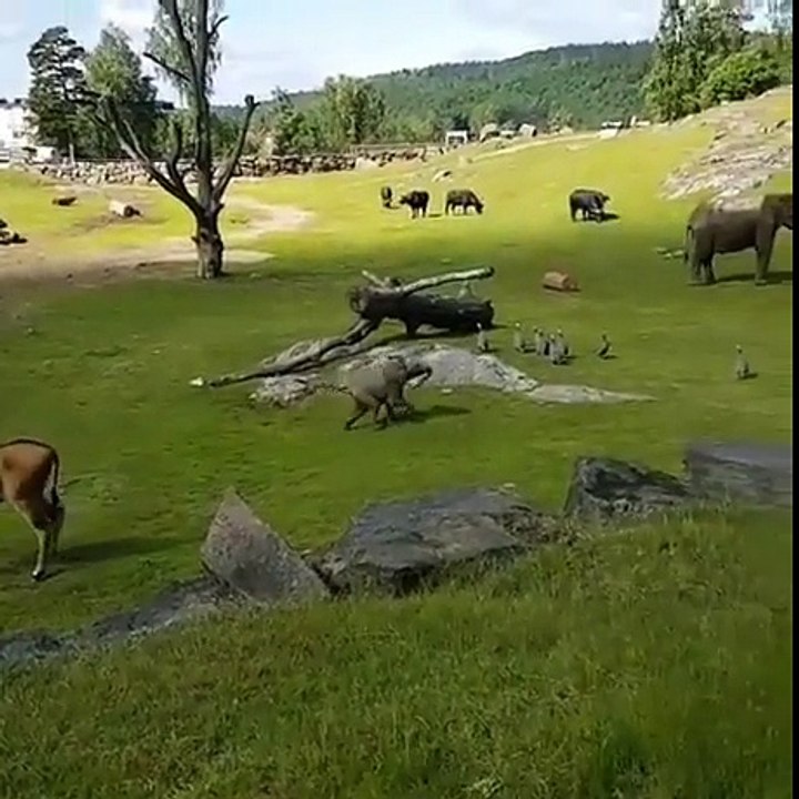 Un éléphanteau chasse des canards