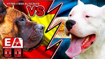 PRESA CANARIO VS DOGO ARGENTINO - Pelea a muerte Hipotetica - Quien gana