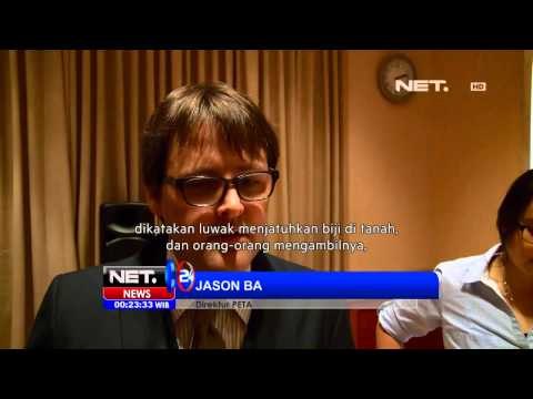 NET24 - Investigasi Produsen Kopi Luwak di Jakarta
