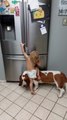 Little Boy and Basset Hound Tag Team to Get Food