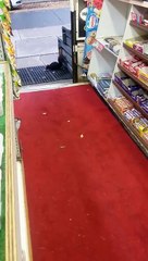 SQUIRREL STEALS CHOCOLATE BAR - Crunchie Caper-CWCBfYagEo4
