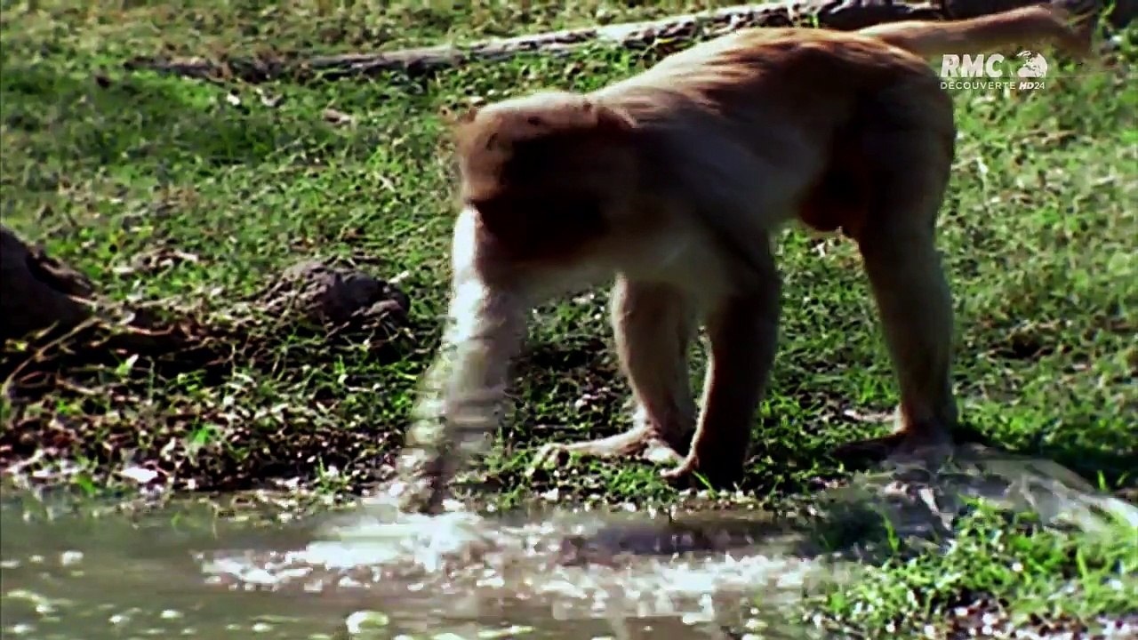 Paranormal - Chupacabra (documentaire 2010) [720p]