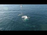 Whales Wave Their Fins Off Sydney's Coastline