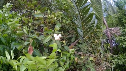 [Về miền tây] bẫy ếch đồng bằng 12 cửa ngục