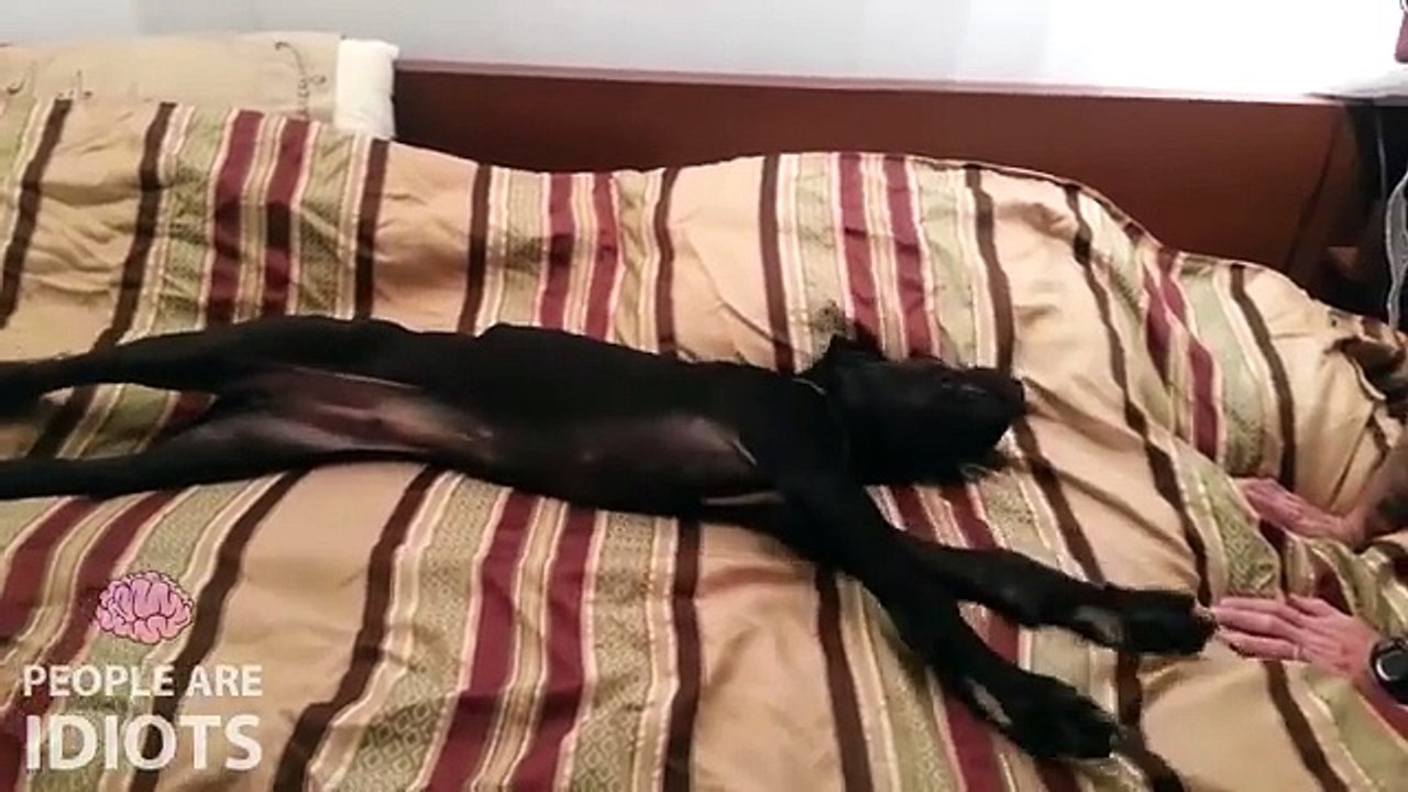 ANIMALS ARE IDIOTS 3!!!