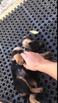 Este cachorrito se pone como loco cuando le hacen cosquillas y, de la nada, se queda dormido