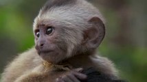 Maymunlarla Beslenen Amazon Yerlileri