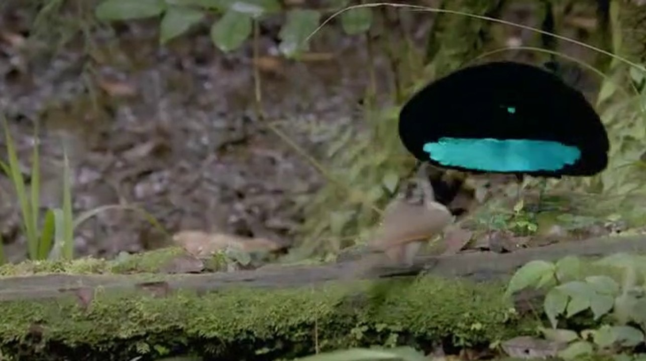 Cennet Kuşu Tüylerinden Süs Yapmak